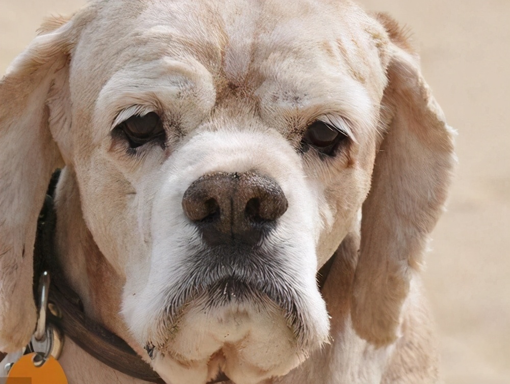 我家狗狗眼睛发红什么原因,狗狗的鼻子颜色变浅是怎么个情况