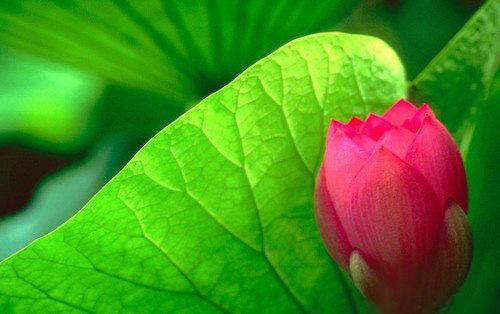 如何拍出清晰感照片,怎么拍摄清晰锐利照片