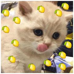 吃瓜一词由来,吃瓜一词的来历