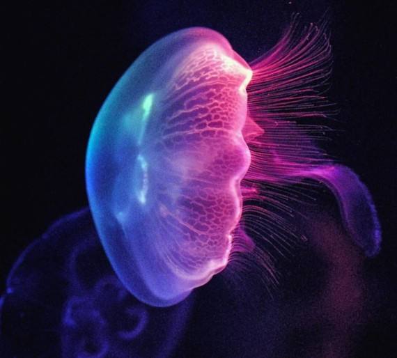 游泳蛙游泳技巧,动物是怎么游泳的