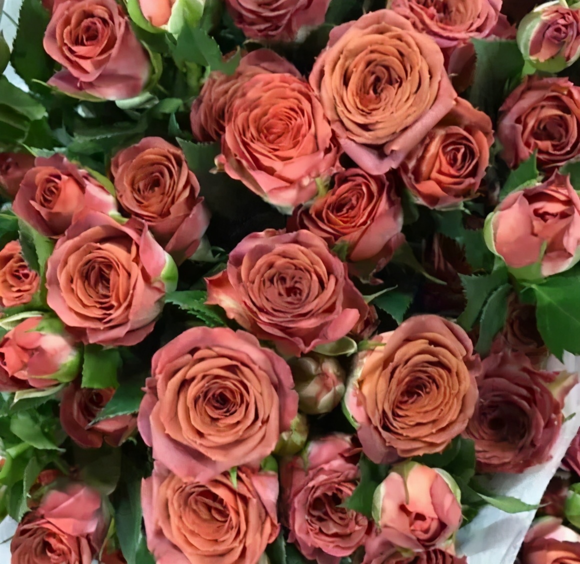 花店常用玫瑰花品种大全,一篇文章带你认识三亚40种花