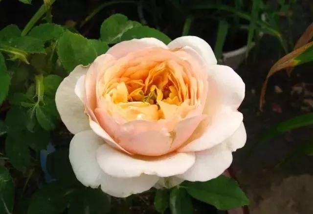 每天学习一点点花卉,100种常见玫瑰品种