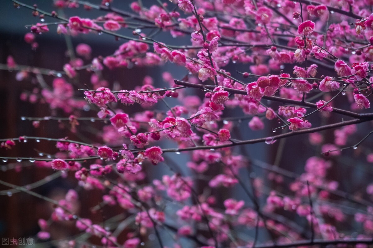 白落梅散文名句,白落梅经典散文