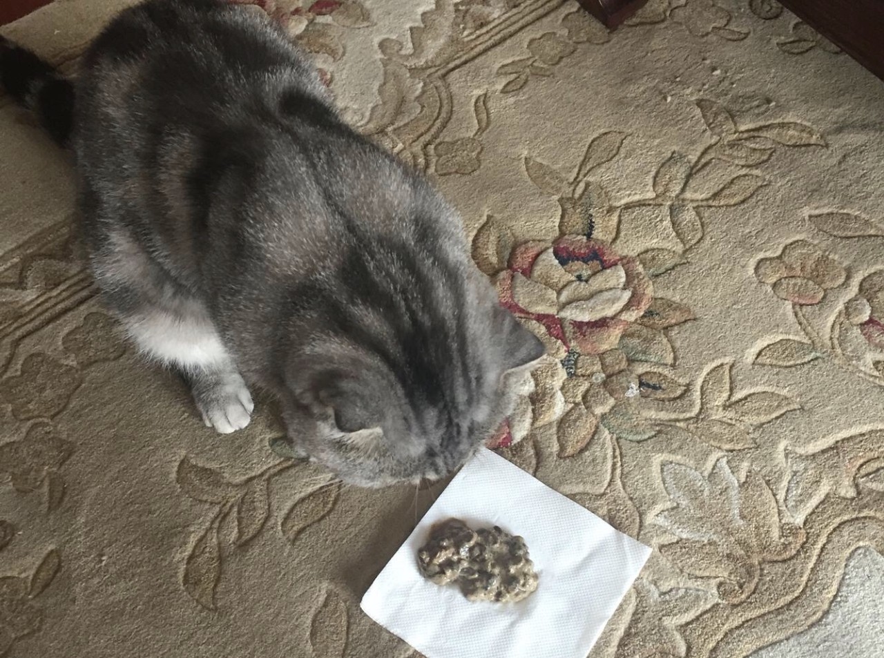 猫咪呕吐到底咋回事?掌握这几点你就知道该怎么做