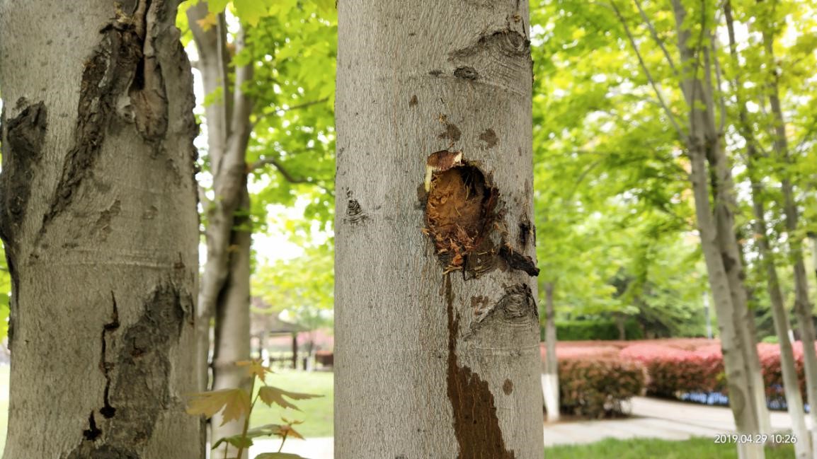美国红枫天牛虫害什么症状,美国红枫防治天牛方法与时间节点