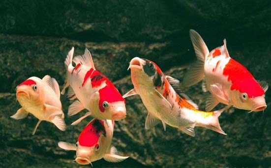 常见水生鱼类图册,水生动物大全