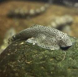 原生缸吸鳅推荐,鳅鱼能养在鱼缸里吗