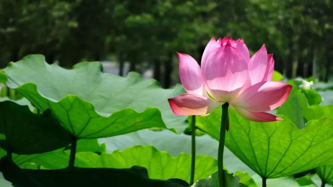 诗词里的夏天朗诵,诗词里的绝美夏天