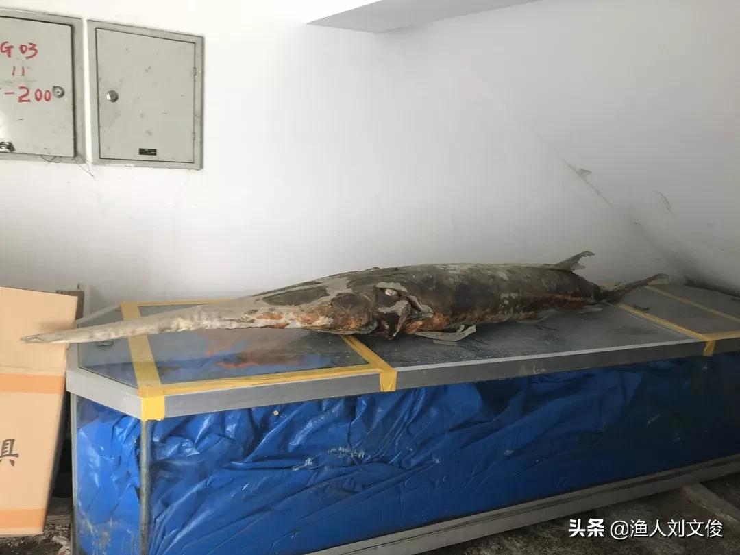 长江白鲟与加拿大白鲟有什么区别,中华大鲟鱼和长江巨白鲟