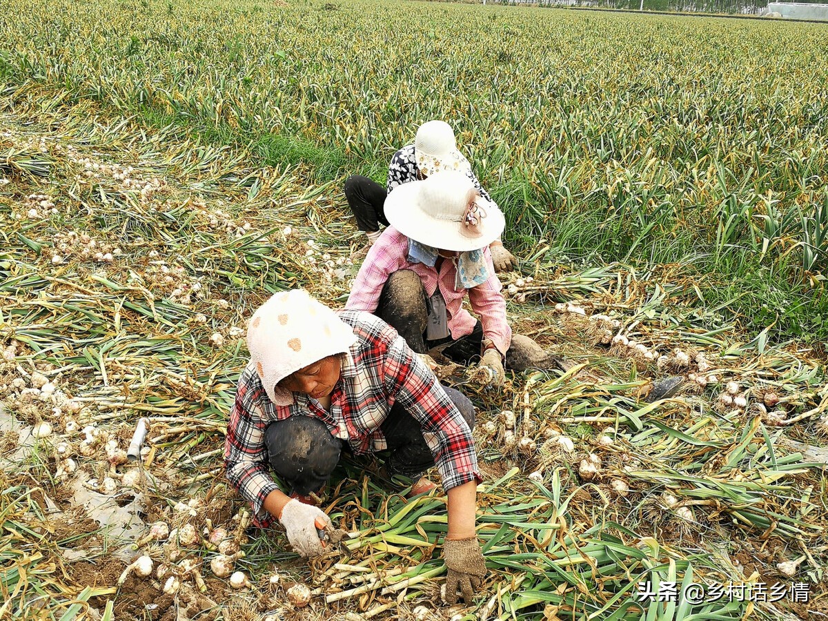 如何种出大个大蒜,怎样种大蒜蒜头才能长大