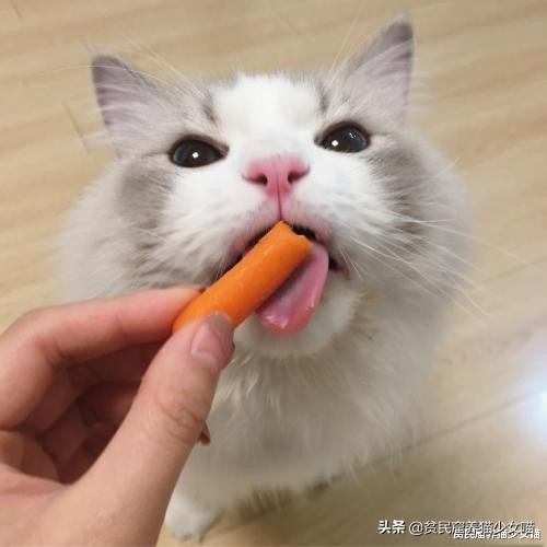 猫咪拉稀说是猫瘟,猫咪拉稀已经好了还吃处方粮吗