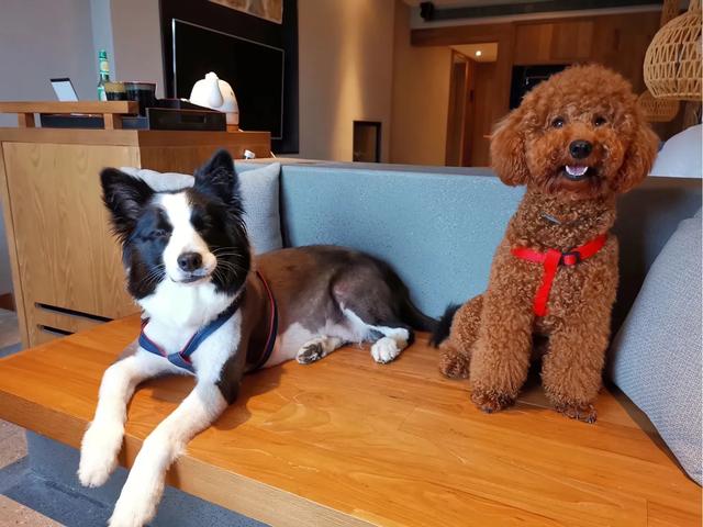 带着狗出去旅游需要注意什么,怎么带狗子出门旅行呢