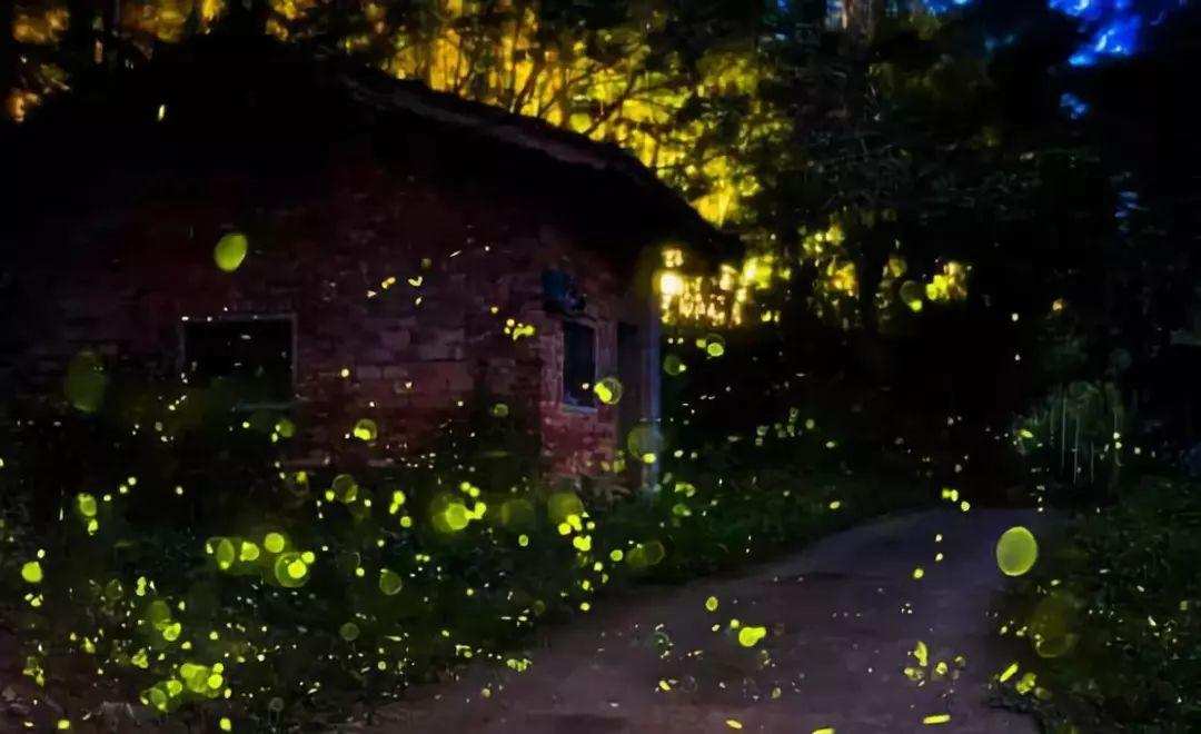 农村有萤火虫现在怎么没了,以前农村常见的萤火虫