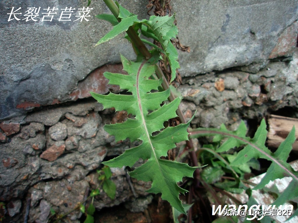 野生菊苣的辨认与图片,野菜苦菜识别方法