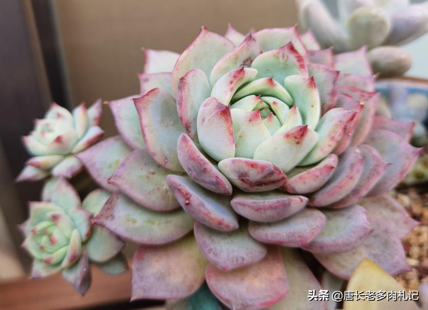 想要多肉多爆侧芽怎么办,想要多肉长得快怎么办