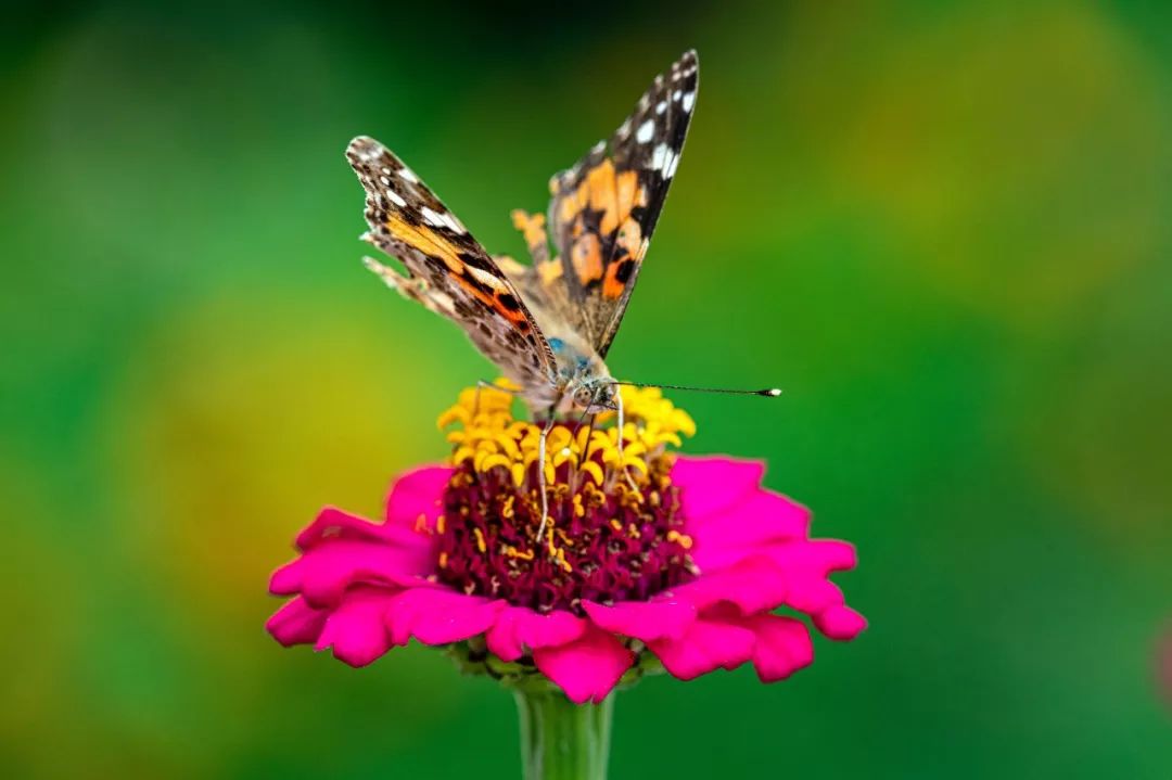 鏈堜寒鏄熷骇鎬庢牱搴斿璐熼潰鎯呯华,鏈堜寒鏄熷骇鎯呯华鐤楁剤