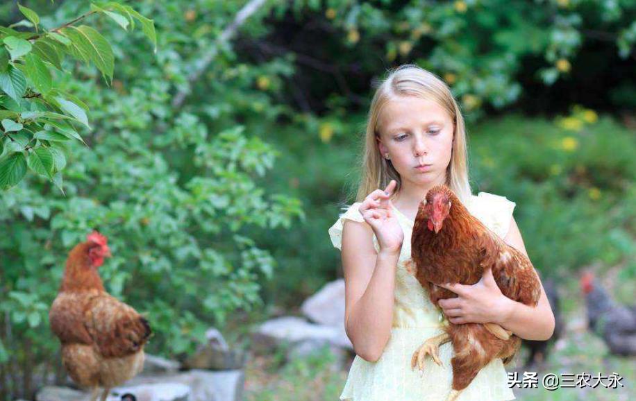 养鸡解暑小妙招,天气热养鸡吃什么药防病