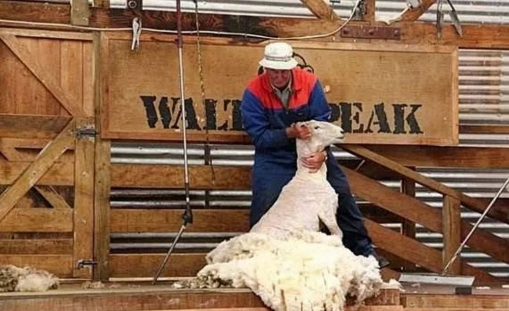 揭秘“羊毛*党**”千亿级黑灰产业链：薅一天吃一年！