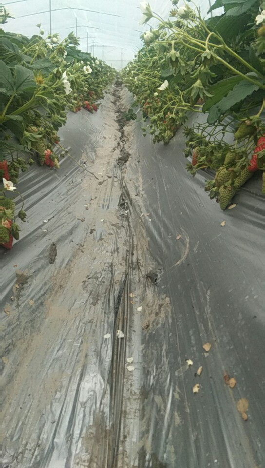 种植技术可以教你在家种草莓吗,头条种植技术分享