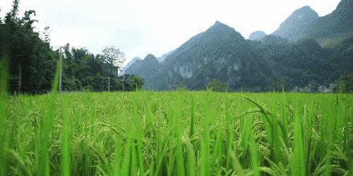 巴马是上天遗落人间的一块净土,上天遗落人间的美景