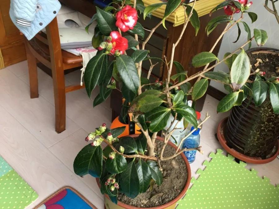 花买回来叶子蔫了怎么办,花掉花苞有什么好方法吗