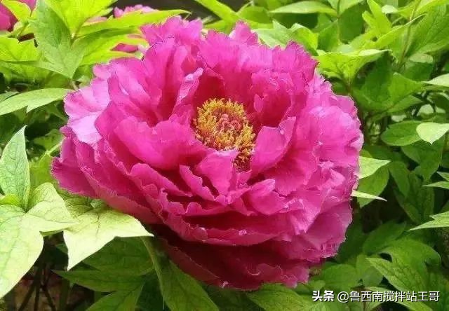 牡丹十大品种九大花系,牡丹进口品种图片及名称