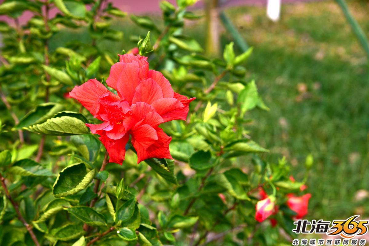 「多图」春天来了!北海街头的三角梅、黄花风铃开得好艳