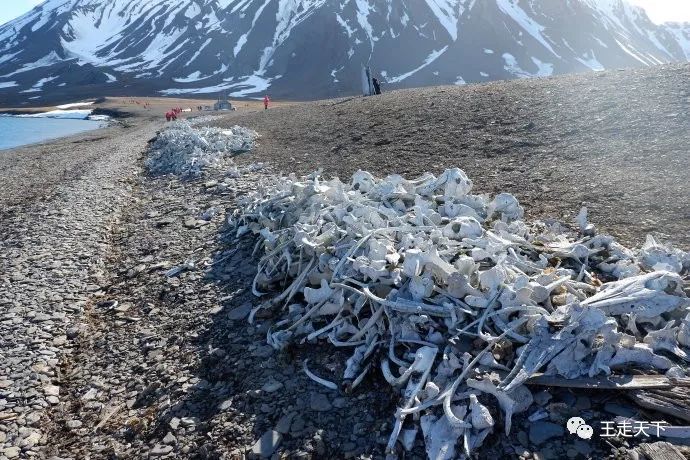 登陆巡游北冰洋—北极旅游见闻（5）