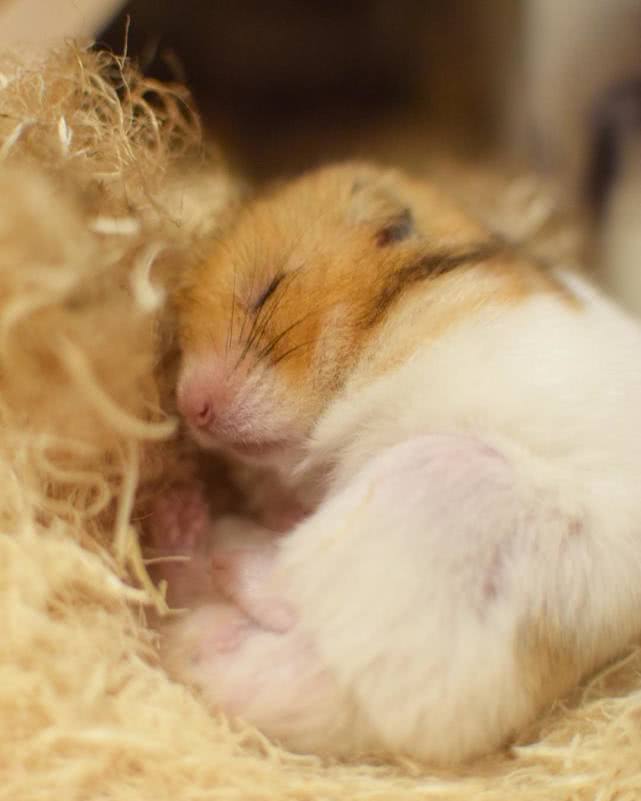 铲屎官给仓鼠吃东西,铲屎官把猫的孩子扔了