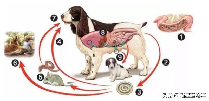 幼猫养护知识大全,幼猫驱虫的注意事项