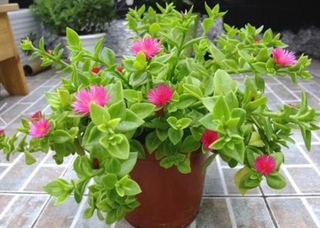 吊兰的养护方法和技巧,白玉金心吊兰和卷叶吊兰的区别