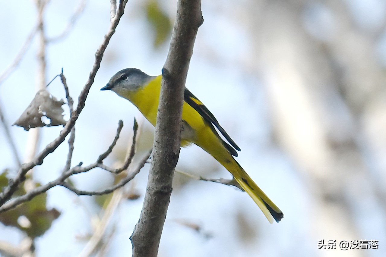 「10.13」北京沙河观鸟日记：收获长尾山椒鸟与中华攀雀