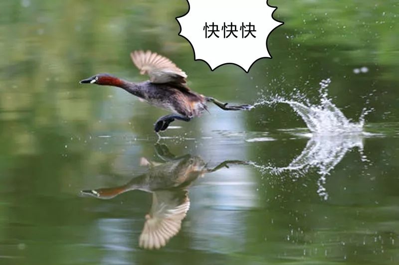 上班搞笑日常,咖啡狗的搞笑日常