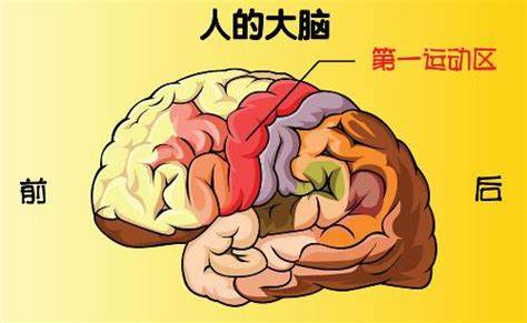 让大脑变聪明的十个习惯,要想大脑变聪明的方法