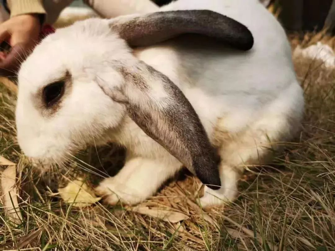 苏州工艺美院,苏州工艺美院代码