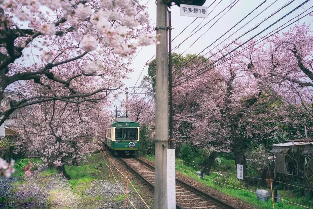日本樱花季具体时间,日本樱花几月份去最好