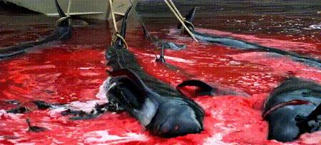 渔业危机纪录片,渔业阴谋纪录片预告