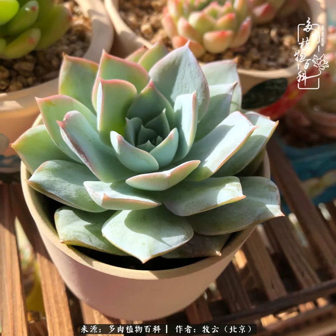 多肉植物一样的生机勃勃,多肉生活充满诗意