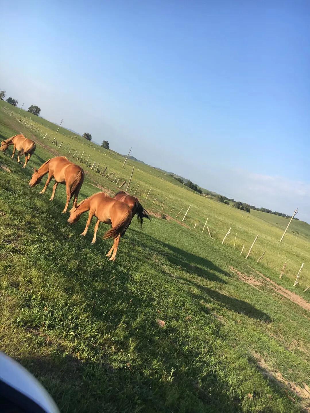 张北天路乌兰布统攻略,天津张北草原天路自驾游攻略