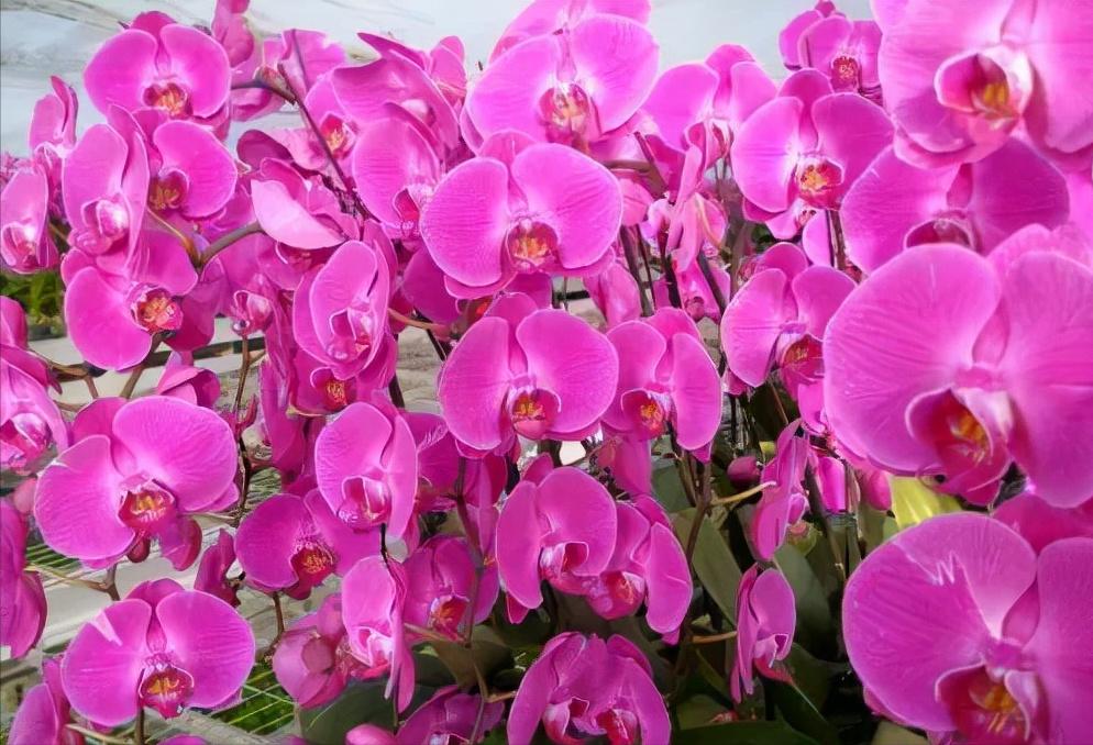 鍏拌姳绉嶇被鍥鹃壌,鐪嬭姦澶磋鲸鍏拌姳绉嶇被