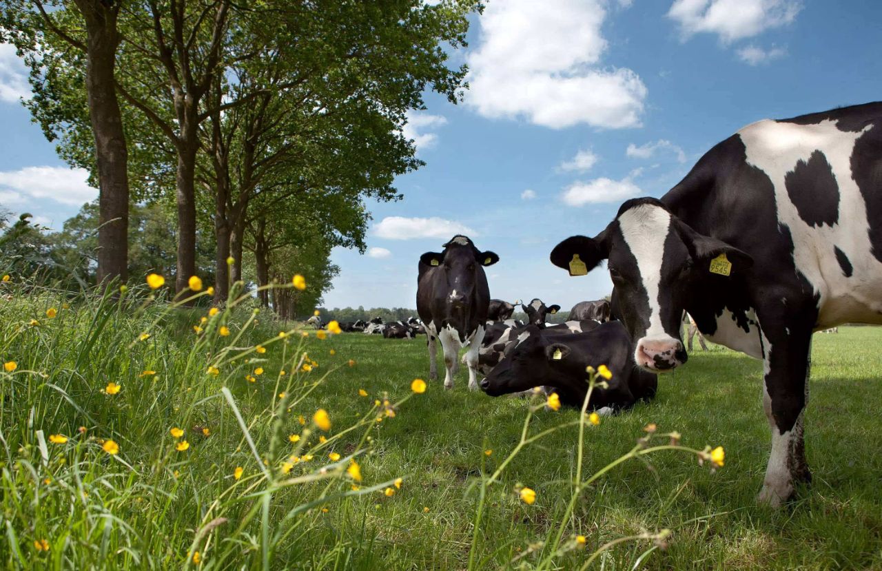 奶粉上写原装进口就是正品吗？几招教你选对奶粉，不花冤枉钱