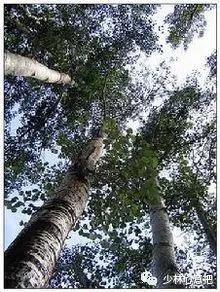 动物中药功效大全,中药药材大全及功效