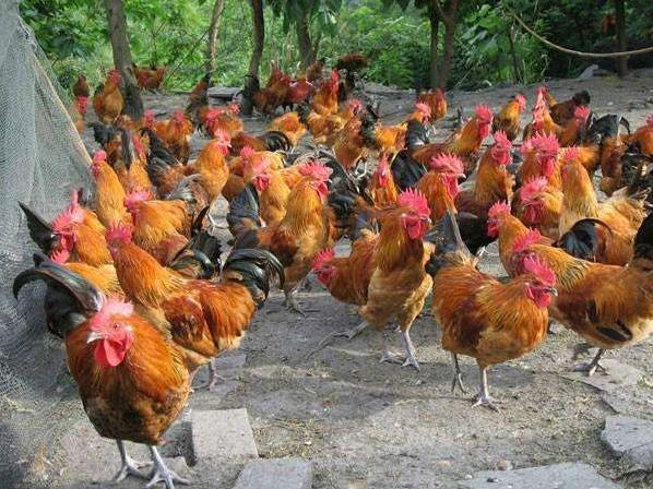 农村养鸡技术与方法详细讲解,养鸡怎么养降低成本的技巧