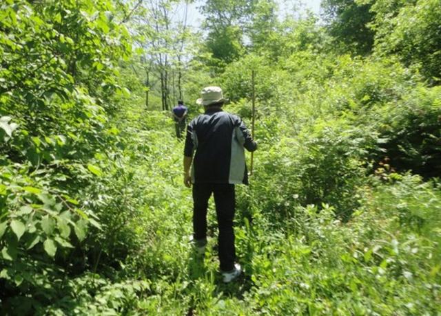 长白山挖人参真的会跑吗,长白山挖参人视频