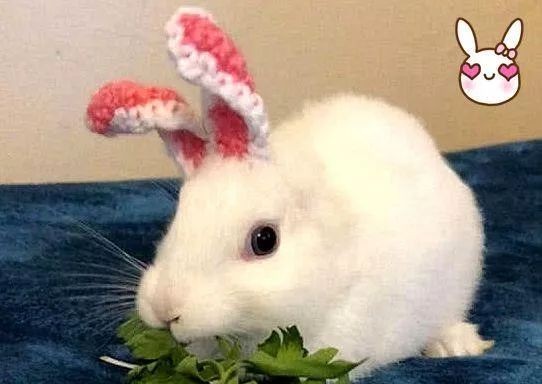 母兔第一窝生了3个小兔正常吗,母兔生了窝小兔