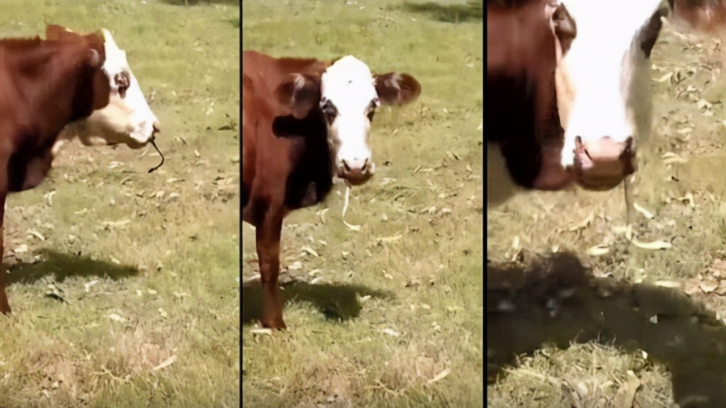 食物链蛇能被牛吃掉吗,牛为什么吃蛇