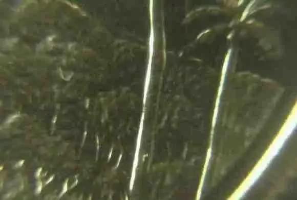 第一轮生肖流通纪念币暗记,流通纪念币图册