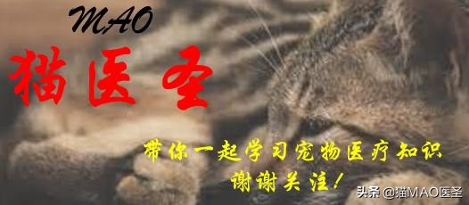 猫咪皮肤病症状及图片,猫咪皮肤病真菌