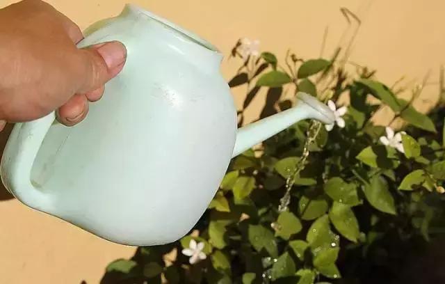 过期的药片丢花盆里花长疯了,家里过期的小药片还可以养植物