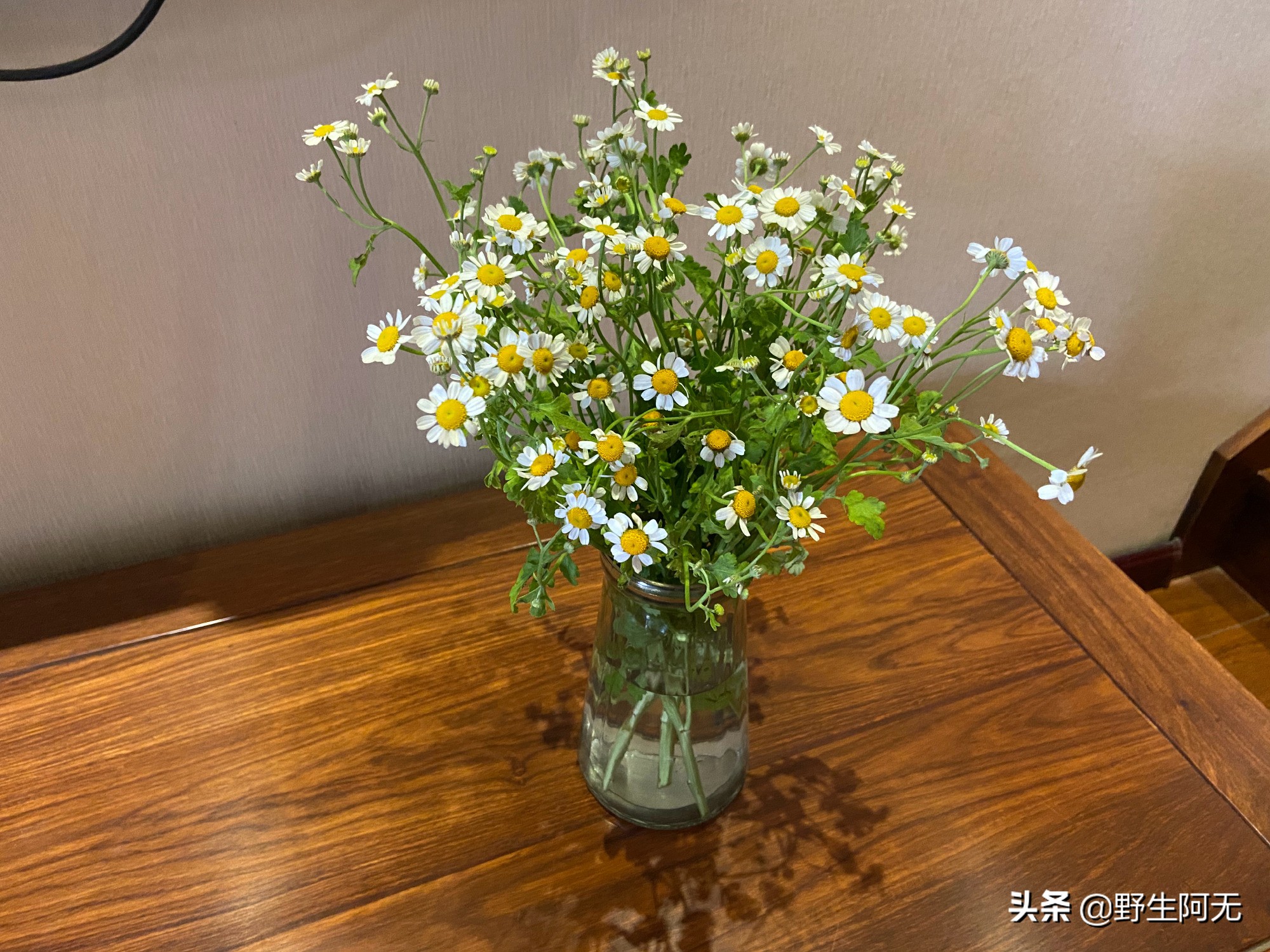 洋甘菊切支养护方法,鲜切洋甘菊怎样才能保持长久